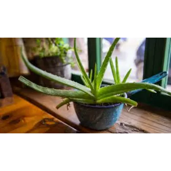 Perfect Aloe Vera Plants